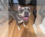 Small #4 Bulldog Mix
