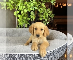 Golden Retriever Puppy for sale in FRANKLIN, IN, USA