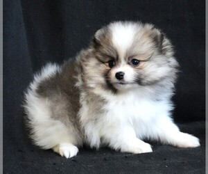 Pomeranian Puppy for Sale in ROCK VALLEY, Iowa USA