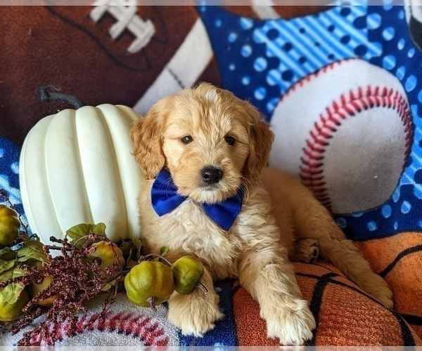 Full screen Photo #8 Goldendoodle Puppy For Sale in PEACH BOTTOM, PA, USA