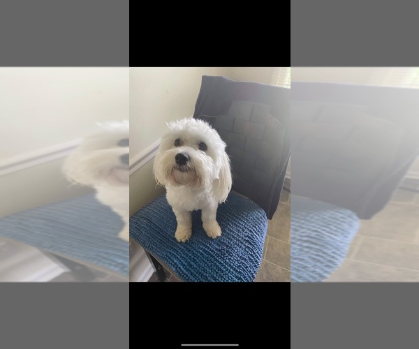 Full screen Photo #1 Maltipoo Puppy For Sale in MEMPHIS, TN, USA
