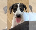 Small #1 Labrador Retriever Mix