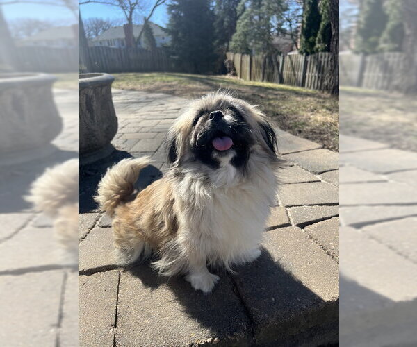 Medium Photo #3 Pekingese Puppy For Sale in Belleuve, NE, USA