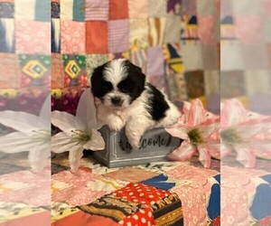 ShihPoo Puppy for sale in PARIS, TX, USA
