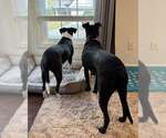 Small #7 Labrador Retriever Mix