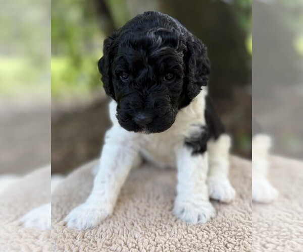 Medium Photo #51 Goldendoodle Puppy For Sale in PIERSON, FL, USA