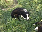 Small Photo #7 Border Collie Puppy For Sale in GUSTINE, CA, USA