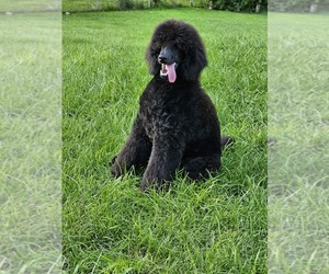 Poodle (Standard) Puppy for sale in MC BAIN, MI, USA