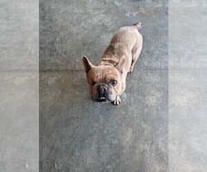 Father of the French Bulldog puppies born on 05/23/2025
