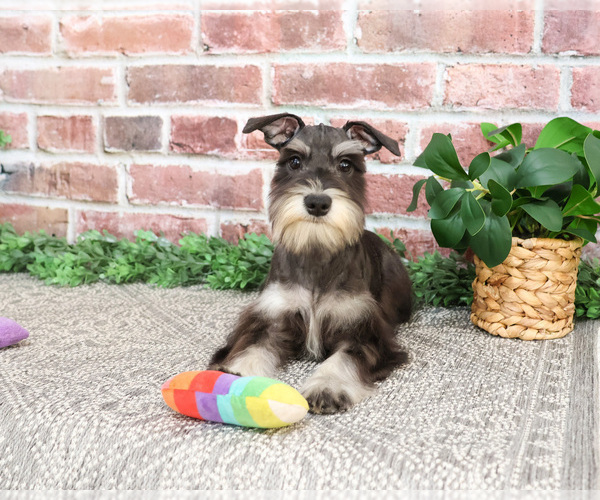 Medium Photo #10 Schnauzer (Miniature) Puppy For Sale in SYRACUSE, IN, USA