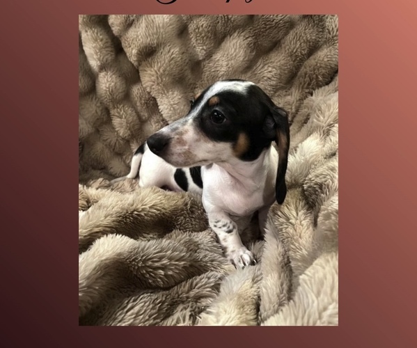 Medium Photo #2 Dachshund Puppy For Sale in PITTSBURG, CA, USA