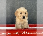 Small #5 Golden Retriever
