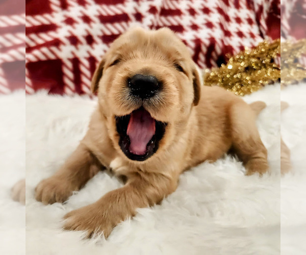 Medium Photo #2 Golden Retriever Puppy For Sale in ELMER, NJ, USA