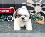 Small #2 Shih Tzu