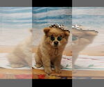 Small #1 Chow Chow