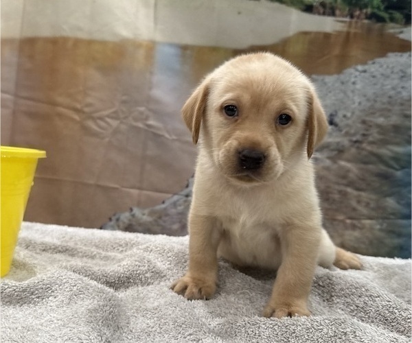 Medium Photo #9 Labrador Retriever Puppy For Sale in ALAFAYA, FL, USA
