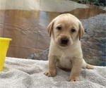 Small #8 Labrador Retriever