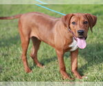 Small #1 Plott Hound-Redbone Coonhound Mix
