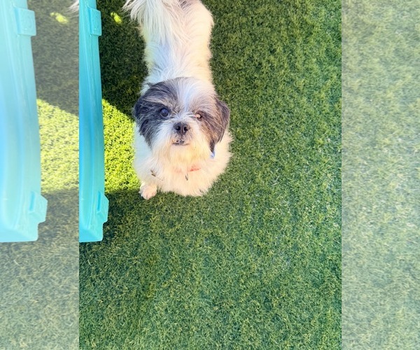 Medium Photo #6 Shih Tzu Puppy For Sale in Las Vegas, NV, USA