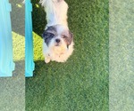 Small Photo #6 Shih Tzu Puppy For Sale in Las Vegas, NV, USA