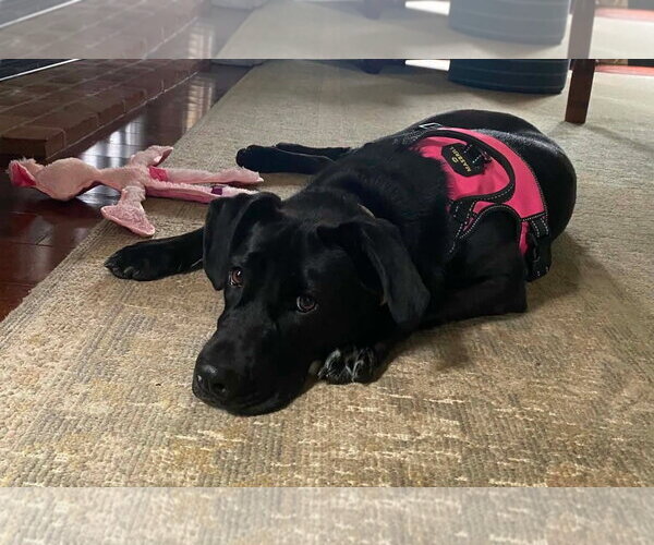 Medium Photo #3 Labrador Retriever-Unknown Mix Puppy For Sale in Shillington, PA, USA