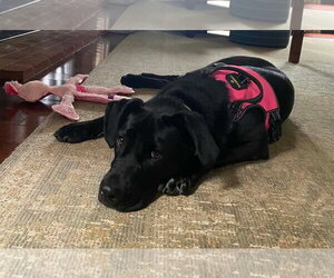 Bonnie - Female Labrador Retriever-Unknown Mix Dog for Adoption - Photo #3
