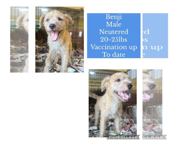 Medium Photo #2 Mutt Puppy For Sale in Virginia Beach, VA, USA