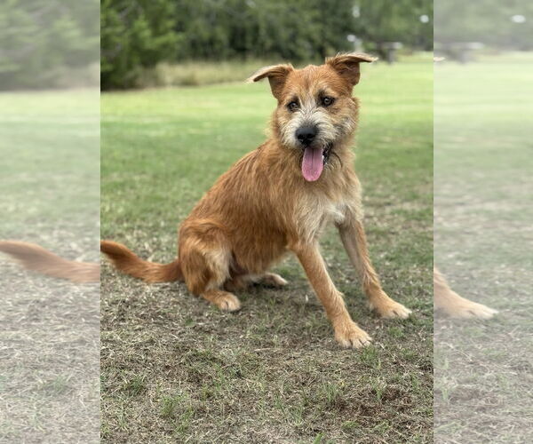Medium Photo #4 Mutt Puppy For Sale in PIPE CREEK, TX, USA