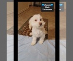 Ulysses - Male Havanese-Zuchon Mix Puppy for Sale - Photo #3