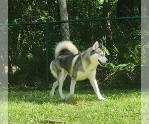 Father of the Siberian Husky puppies born on 07/26/2023