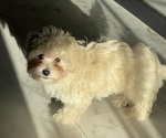 Small #23 Maltipoo (Miniature)
