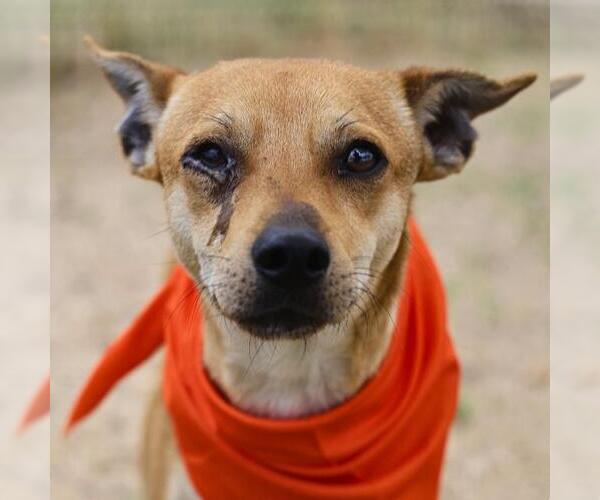 Medium Photo #1 Chihuahua-Unknown Mix Puppy For Sale in San Antonio, TX, USA