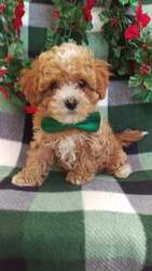 Cavachon-Poodle (Toy) Mix Puppy for sale in EDEN, PA, USA