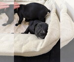 Small #2 Borador