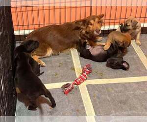 Voyager : Nelix - Male Mutt Dog for Adoption - Photo #3