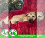 Small #4 Black Mouth Cur Mix