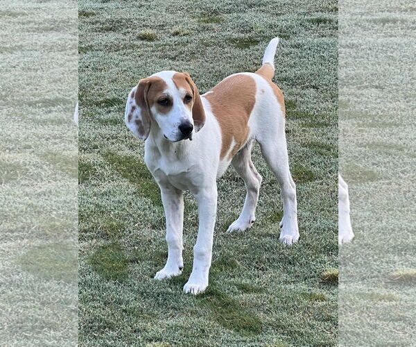 Medium Photo #3 Bagle Hound Puppy For Sale in Ball Ground, GA, USA