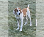 Small #2 Bagle Hound