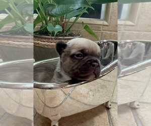French Bulldog Puppy for sale in DISCOVERY BAY, CA, USA