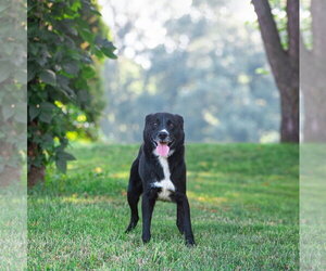 Labrador Retriever-Unknown Mix Dogs for adoption in Unionville, PA, USA
