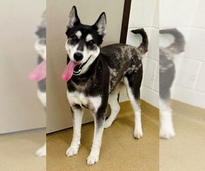 Siberian Husky Dogs for adoption in Derwood, MD, USA