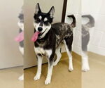Small Siberian Husky