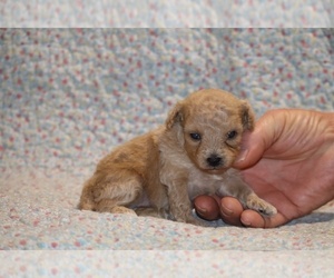 Poodle (Toy) Puppy for sale in DYERSBURG, TN, USA