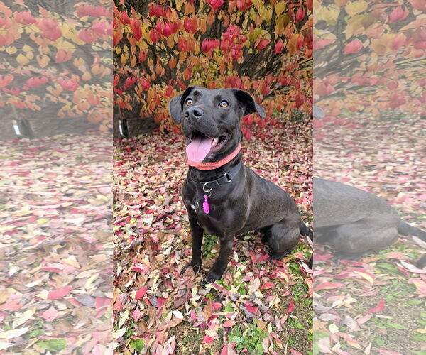 Medium Photo #9 Mutt Puppy For Sale in Rockaway, NJ, USA