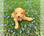 Puppy Duke Goldendoodle mix (+ Poodle Toy)