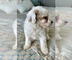 Small Photo #36 Goldendoodle (Miniature) Puppy For Sale in PENSACOLA, FL, USA