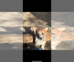 Puppy Puppy 1male Pembroke Welsh Corgi