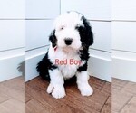 Small Photo #1 Sheepadoodle Puppy For Sale in CANYON, TX, USA