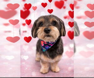 Cairnese Dogs for adoption in Newport Beach, CA, USA