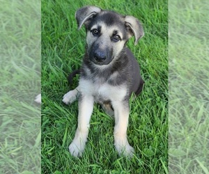 German Shepherd Dog Puppy for sale in WARREN, MA, USA